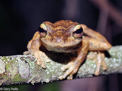 Australian Frog