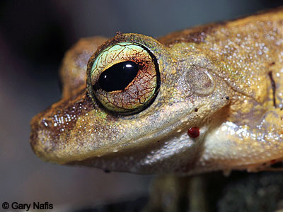 Australian Frog