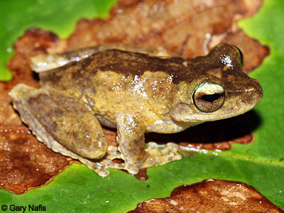 Australian Frog
