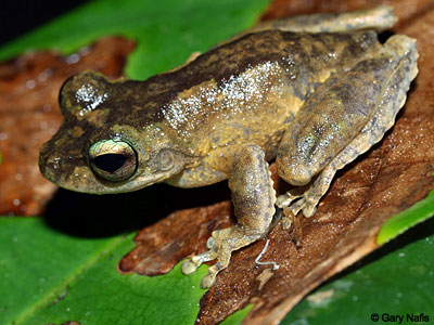 Australian Frog