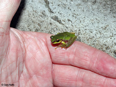Australian Frog