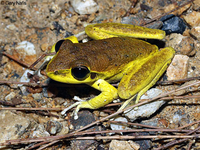 Australian Frog