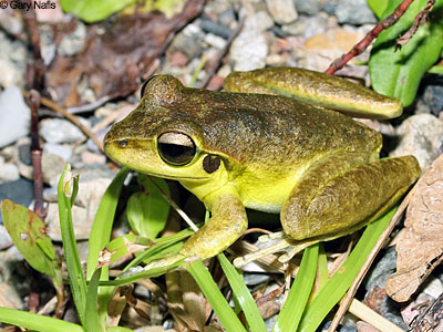 Australian Frog