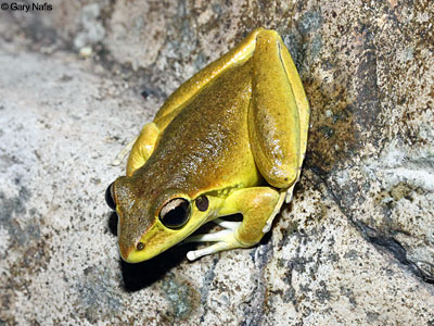 Australian Frog