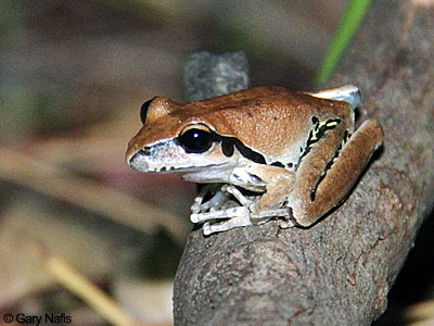 Australian Frog