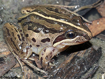 frog