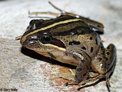 frog