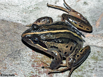 frog