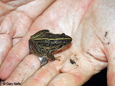 frog