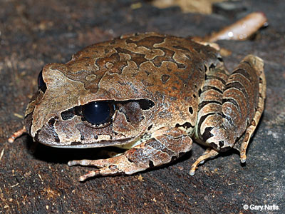 frog