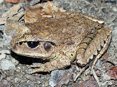 frog
