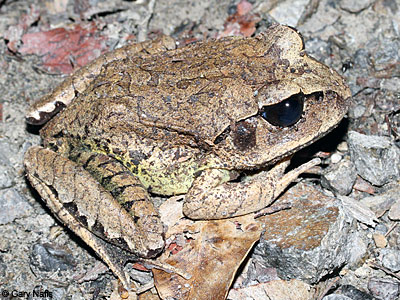 frog