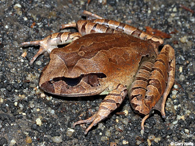 frog