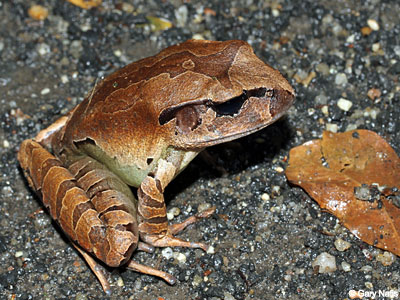 frog