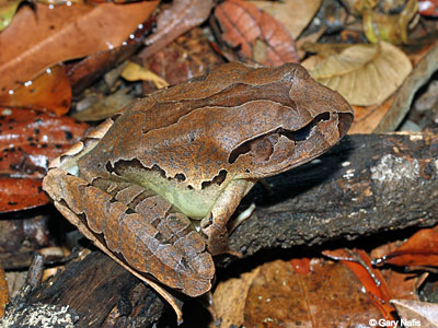 frog