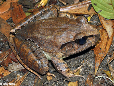 frog