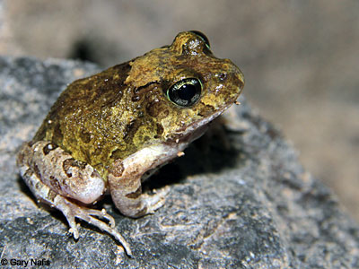 frog