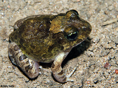 frog