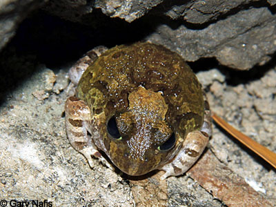 frog