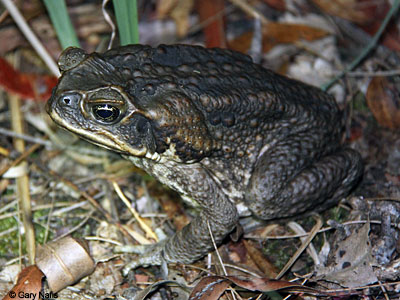 toad