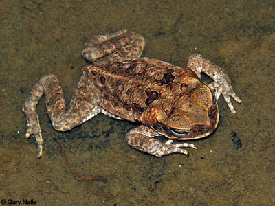 toad