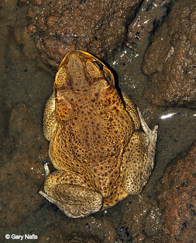 TOAD