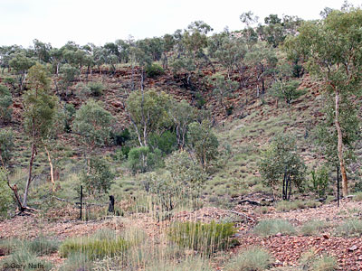 habitat