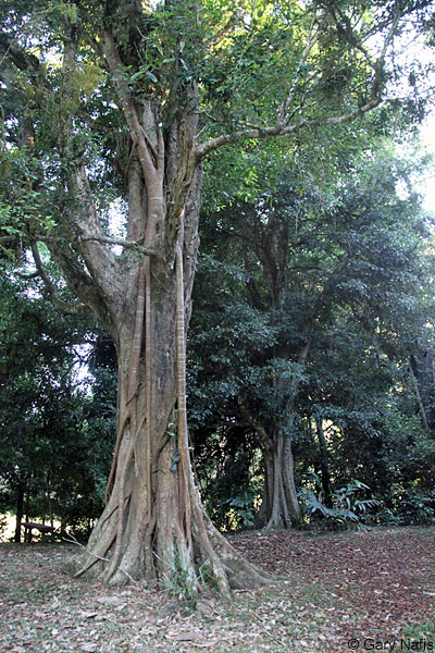 habitat