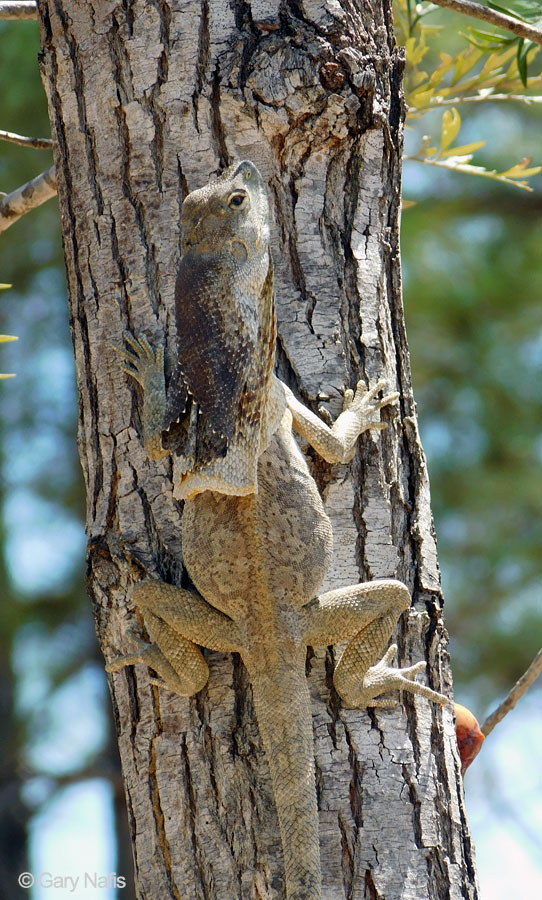 Frilled Lizard - Chlamydosaurus kingii