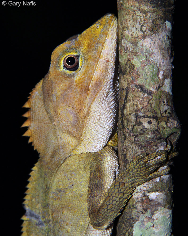Southern Angle-headed Dragon - Hypsilurus spinipes