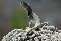 lizard