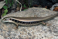 lizard