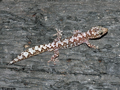 lizard