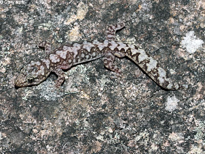 lizard