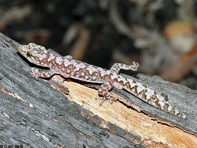 lizard
