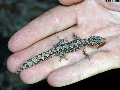lizard