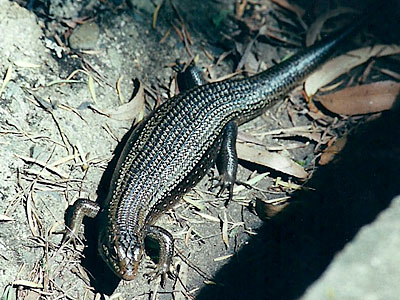 lizard