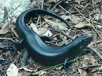 lizard