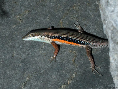 lizard