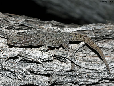 lizard