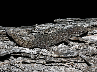 lizard