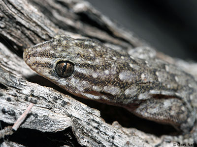 lizard