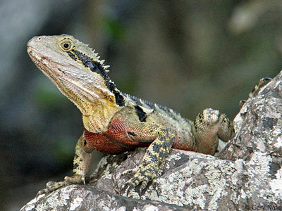 lizard