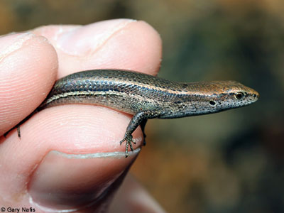 lizard