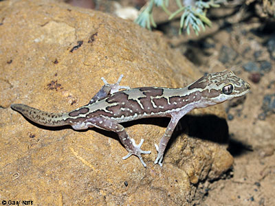 lizard