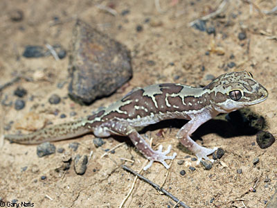lizard