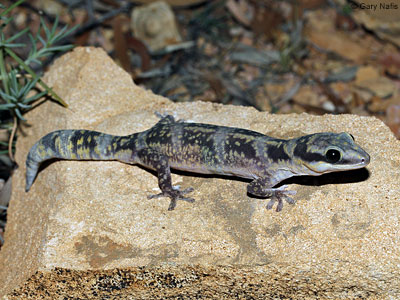 lizard