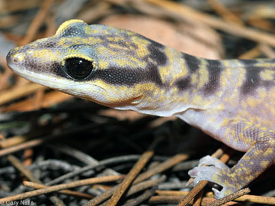 lizard