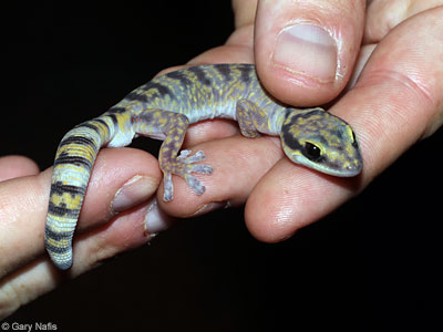 lizard