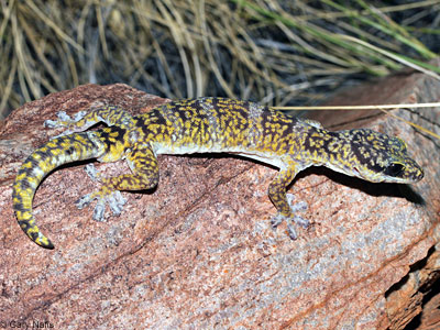 lizard